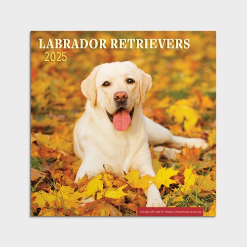 2025 Wall Calendar-Labrador Retrievers