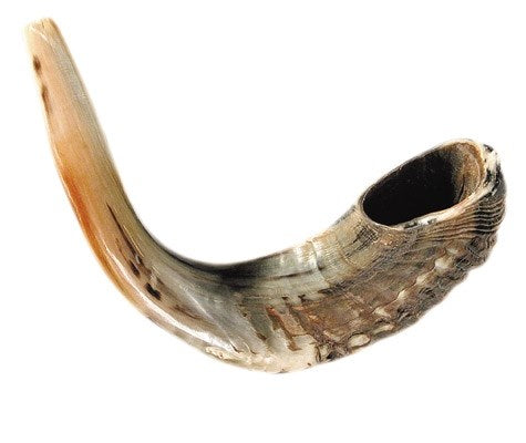 Shofar-Ram Horn (18"-19") (#1151)